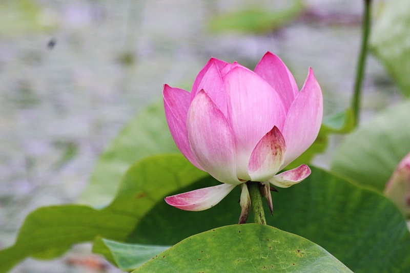 경기도 양평 추천여행, 세미원