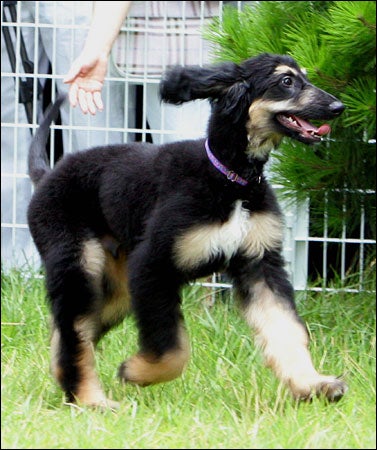 World's First Cloned Dog