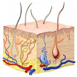 Layers of the skin