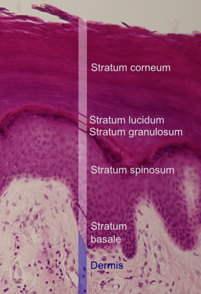 Skin layers Skin deep