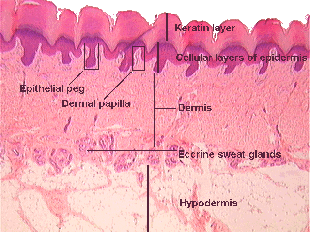 Dermis layers Dermis layers