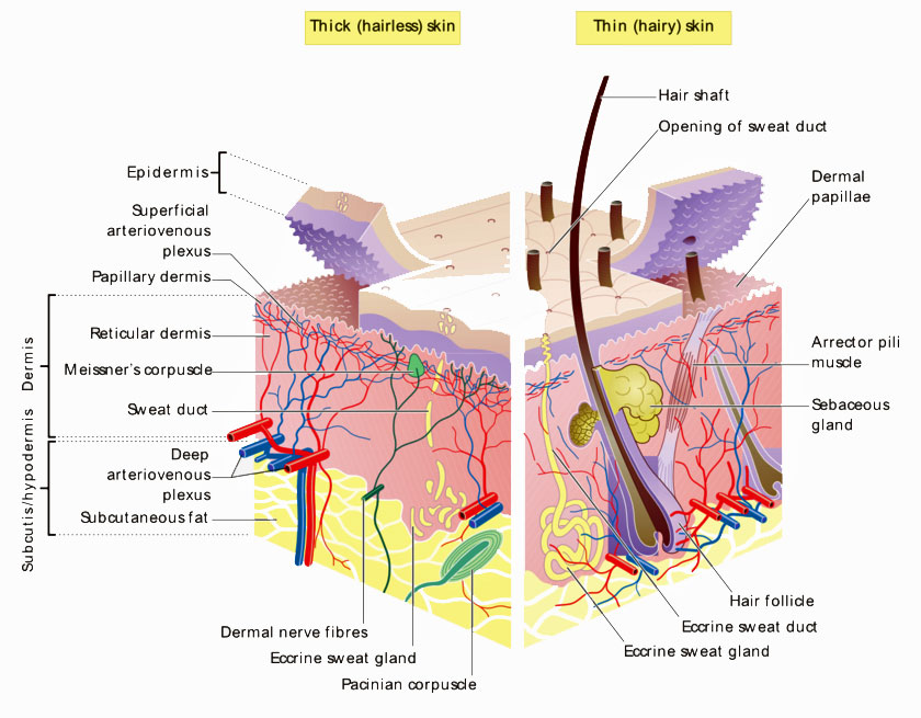 Layers of the skin Layers of the skin