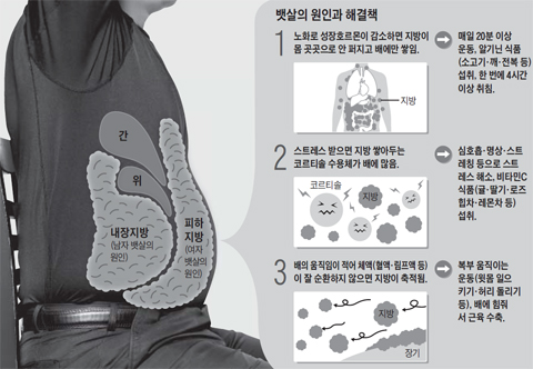 
	뱃살의 원인과 해결책.
