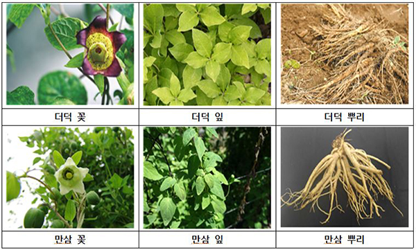 더덕 만삼 사진