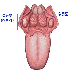 혀 그림