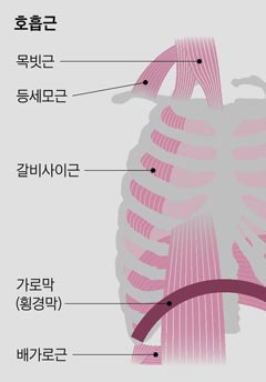 호흡근 그래픽