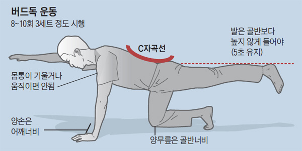 버드독 동작 그림
