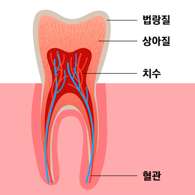 치아 구조