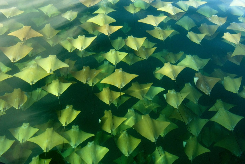 The great stingray migration -thousands of majestic stingrays swim to new seas The great stingray migration -thousands of majestic stingrays swim to new seas