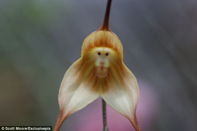Funny flower: Found in south-eastern Ecuadorian and Peruvian cloud forests the unusual flower's scientific name is Dracula simia