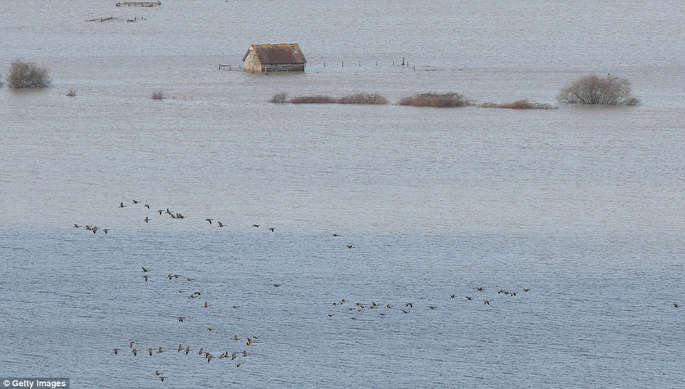 A flock of birds fly near a barn surrounded by flood water from the River Arun today
