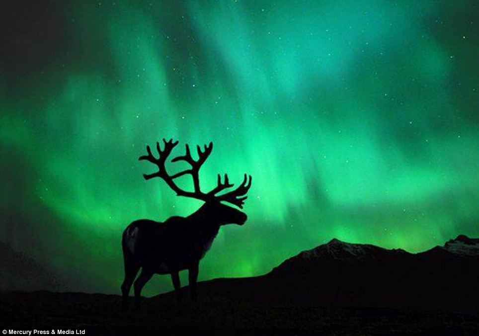 Caught in the light: The shadow of a wild deer can be seen amid a captivating display of green lights