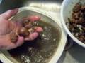 The Jerusalem Artichoke - II The Jerusalem Artichoke - II
