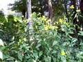 Jerusalem Artichoke Dance Jerusalem Artichoke Dance