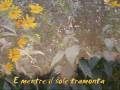 Helianthus Helianthus