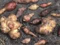 Edible Plants - Jerusalem artichoke Edible Plants - Jerusalem artichoke