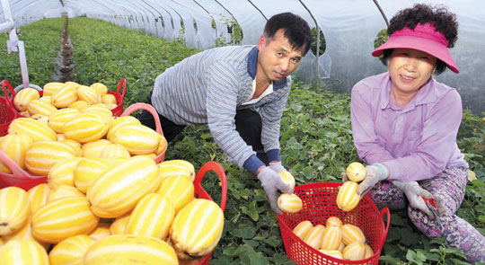 
	지난 3월 경북 성주군의 한 비닐하우스에서 농민들이‘금싸라기 참외’를 수확하는 모습.
