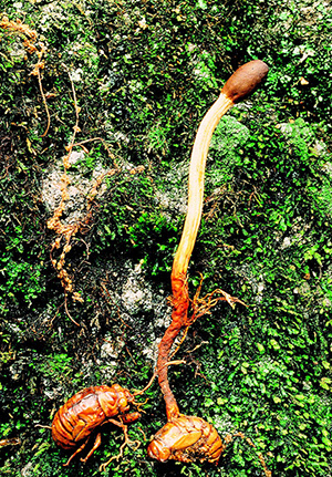 죽은 매미를 양분으로 삼아 성장한 큰매미 동충하초