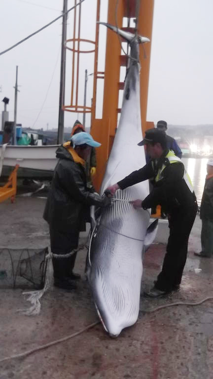 바다의 로또 밍크 고래 잇따라 혼획