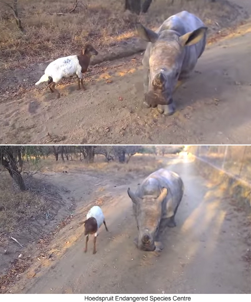 절친이 된 고아 코뿔소와 새끼 양, 인기