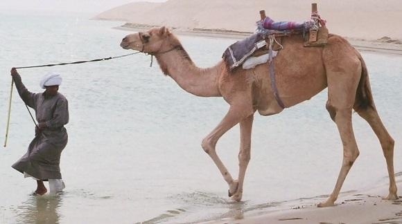 최근 사우디아라비아 호푸프 지역에서 메르스 환자가 계속 발생하고 있다. 사우디는 메르스가 처음 발견된 나라다. 전문가들은 낙타를 유력한 메르스 매개체로 보고 있다. / 포토핀 제공