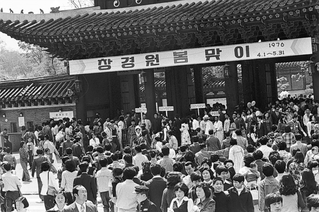 '벚꽃하면 창경원'이던 시절