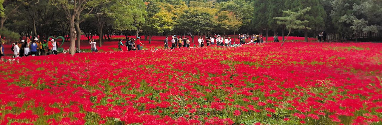 전남 영광군 불갑산 '상사화 축제' -10월 11일 개화-조선일보 2019.9.11 A16면에서 펌