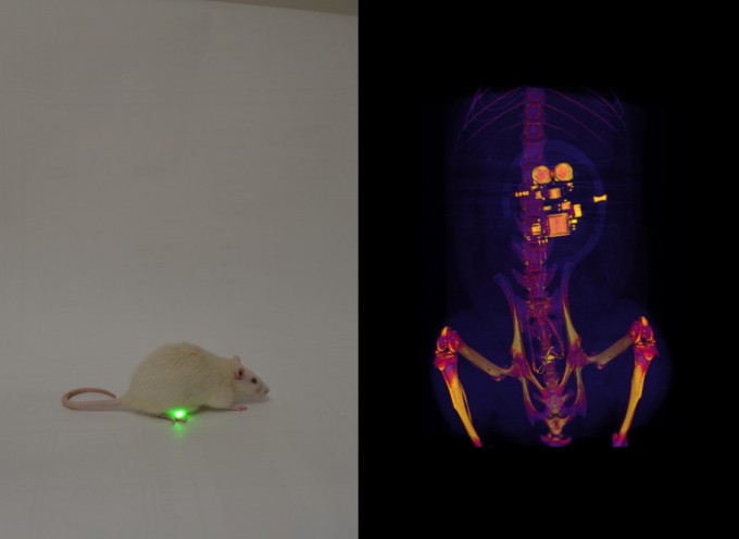 방광 조절 장치를 이식한 쥐의 모습(왼쪽)과 컴퓨터 단층촬영으로 찍은 이식된 장치의 모습(오른쪽). 방광 기능에 이상이 발생하면 LED 장치에서 빛이 발생하며 쥐의 신경에 신호를 전달해 쥐의 배뇨감을 막는다. -로리 스트롱, 애런 미클 제공