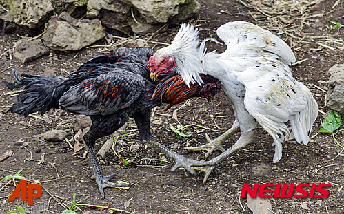 작성: 한국 네티즌본부