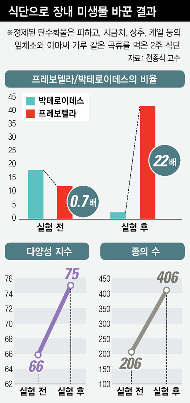 필자가 2주 동안 식이섬유 위주의 식단을 유지했더니, 박테로이데스는 크게 줄고 대신 프로보텔라가 크게 늘었다. 프로보텔라는 식이섬유 위주의 음식을 먹으면 쉽게 증가하는 좋은 세균이다. 장내 미생물의 종 수가 늘어났으며 다양성 지수도 향상되었다.