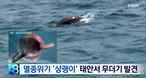 태안 상괭이에 대한 이미지 검색결과