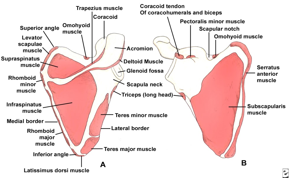 Scapular anatomy. Muscle origin and insertion.