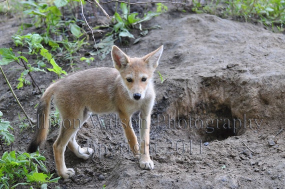 Coyote Pup At Den Photograph - Matted