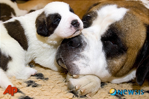  ☞작성: Daum카페: 한국 네티즌본부