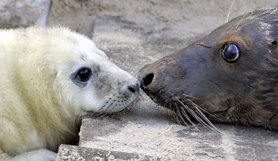 작성: Daum카페: 한국 네티즌본부