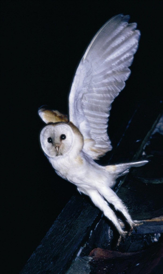 사진이 안보일 때→우측클릭→'사진보기' 클릭=OK. ☞작성: Daum카페: 한국 네티즌본부