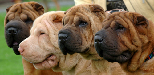  ☞작성: Daum카페: 한국 네티즌본부