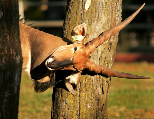 ☞작성: Daum카페: 한국 네티즌본부
