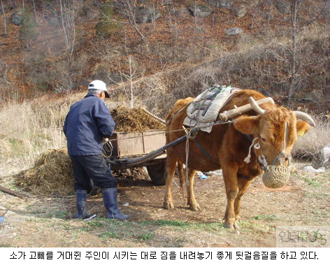 소 이미지
