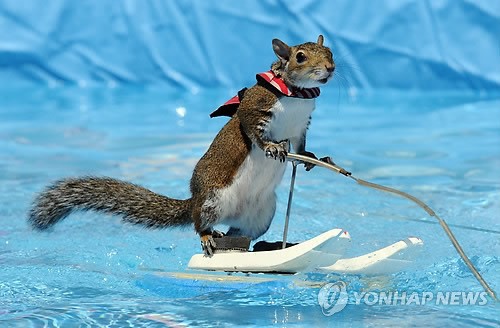 네이버스키닷컴 이미지