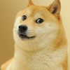 Doge 앱스토어 아이콘