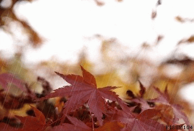 9.gif