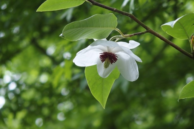 함박꽃나무 - Magnolia 산목련인데 꽃이 함지박만하게 크다 해서 함박꽃이다.