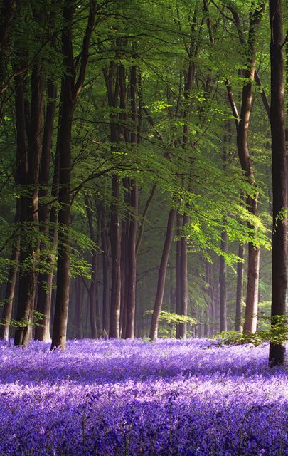 Micheldever Wood,  Hampshire, England.