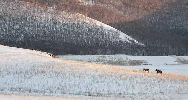 雪中马