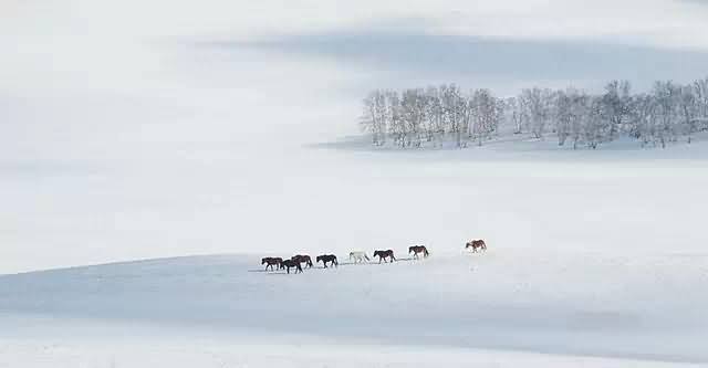 雪中马