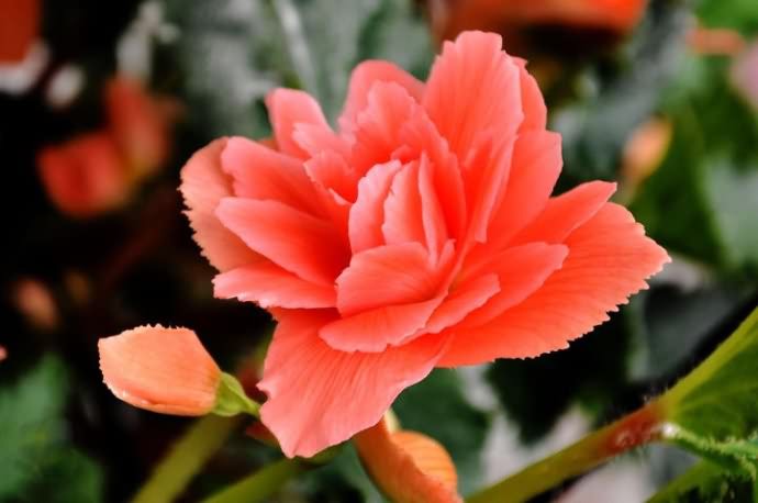 秋海棠之花
