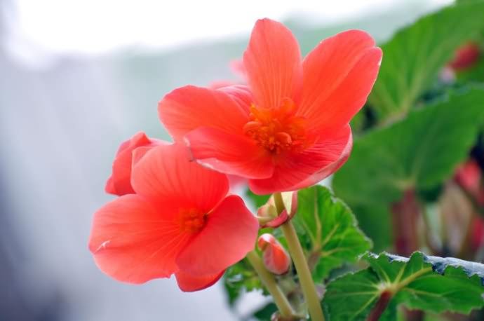 秋海棠之花