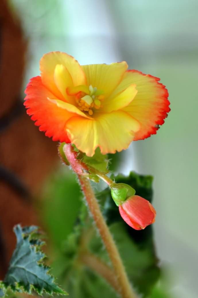 秋海棠之花