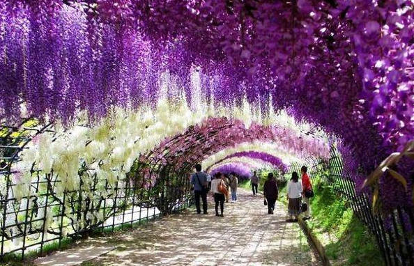 花树小路